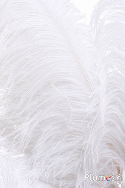 Struzzo premium - 50-60 cm - bianco